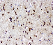 IHC-P: p73 antibody testing of rat brain tissue