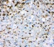 IHC-P: IL16 antibody testing of human tonsil tissue