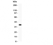 Western blot testing of FGF-1 antibody and recombinant human protein (0.5ng)