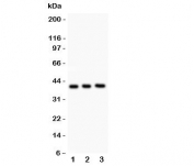 Western blot testing of Fetuin A antibody and Lane 1:  NIH3T3;  2: Neuro-2a;  3: mouse brain lysate.  Predicted molecular weight: ~39/45-59kDa (unmodified/glycosylated).