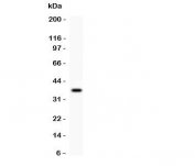 Western blot testing of RACK1 antibody and recombinant human protein (0.5ng)