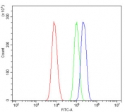 Flow cytometry testing of human A431 cells with RACK1 antibody at 1ug/million cells (blocked with goat sera); Red=cells alone, Green=isotype control, Blue= RACK1 antibody.