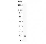 Western blot testing of IL15 antibody and recombinant human protein (0.5ng)