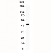 Western blot testing of IL18 antibody and NIH3T3 lysate;  Predicted size: 17-24KD;  Observed size: 50KD