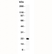 Western blot testing of IL18 antibody and recombinant mouse protein (0.5ng)