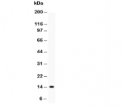 Western blot testing of TNF-a antibody and recombinant protein (0.5ng)