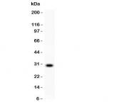 Western blot testing of CD8 antibody and recombinant human protein (0.5ng).