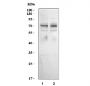 Western blot testing of human 1) Raji and 2) Daudi cell lysate with CD86 antibody. Predicted molecular weight ~38 kDa (unmodified), 45-70 kDa (glycosylated).