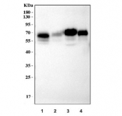 Western blot testing of mouse 1) spleen, 2) thymus, 3) J774A.1 and 4) ANA-1 cell lysate with CD86 antibody. Predicted molecular weight ~38 kDa (unmodified), 45-70 kDa (glycosylated).