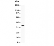 Western blot testing of Fas antibody and recombinant human protein (0.5ng)