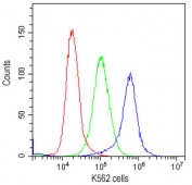 Flow cytometry testing of human K562 cells with c-Kit antibody at 1ug/10^6 cells (cells blocked with goat sera); Red=cells alone, Green=isotype control, Blue=c-Kit antibody.