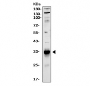 Western blot testing of human LNCaP cell lysate with PSA antibody. Expected molecular weight: 30~34 kDa.