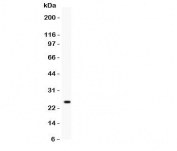 Western blot testing of Kallikrein 4 antibody and recombinant human protein (0.5ng)