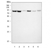 Western blot testing of 1) human HeLa, 2) human K562, 3) human Jurkat, 4) human MCF7, 5) rat C6 and 6) mouse Neuro-2a cell lysate with MCM7 antibody. Expected molecular weight: 80-90 kDa.