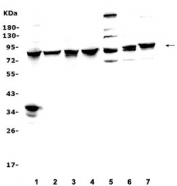 Western blot testing of human 1) HeLa, 2) Raji, 3) Jurkat, 4) HepG2, 5) HL-60, 6) ThP-1, and 7) Caco-2 cell lysate. Predicted/observed molecular weight ~83 kDa.