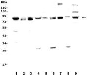 Western blot testing of 1) rat brain, 2) rat kidney, 3) rat lung, 4) rat liver, 5) mouse brain, 6) mouse kidney, 7) mouse lung, 8) mouse liver and 9) mouse NIH3T3 lysate. Predicted/observed molecular weight ~83 kDa.