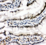 IHC staining of FFPE rat intestine with MAD1 antibody. HIER: boil tissue sections in pH6, 10mM citrate buffer, for 20 min and allow to cool before testing.