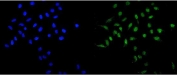 Immunofluorescent staining of FFPE human U-2 OS cells with MAD1 antibody (green) and DAPI nuclear stain (blue). HIER: steam section in pH6 citrate buffer for 20 min.