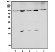 Western blot testing of 1) rat kidney, 2) rat heart, 3) mouse kidney, 4) mouse heart and 5) human pancreas lysate with MFN1 antibody. Predicted molecular weight ~84 kDa.