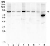 Western blot testing of rat 1) brain, 2) heart, 3) kidney and mouse 4) brain, 5) heart, 6) kidney, 7) small intestine and 8) NIH3T3 lysate with MFN2 antibody.  Predicted molecular weight ~86 kDa.