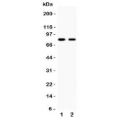 Western blot testing of MFN2 antibody and human samples 1:  HeLa;  2: A549.  Predicted molecular weight ~86 kDa.