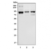 Western blot testing of 1) human HEL cell lysate, 2) mouse brain tissue lysate and 3) rat brain tissue lysate with MSK1 antibody. Expected molecular weight: ~90 kDa.