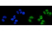 Immunofluorescent staining of FFPE human T-47D cells with MSK1 antibody (green) and DAPI nuclear stain (blue). HIER: steam section in pH6 citrate buffer for 20 min.
