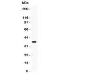 Western blot testing of LKB1 antibody and recombinant human protein (0.5ng)