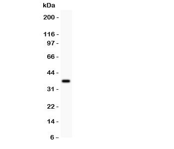 Western blot testing of LKB1 antibody and recombinant human protein (0.5ng)