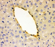 IHC-P: vWF antibody testing of mouse liver tissue. HIER: steamed antigen retrieval with pH6 citrate buffer