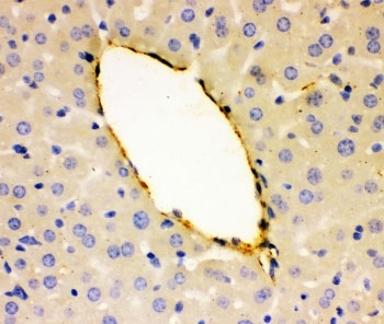 IHC-P: vWF antibody testing of mouse liver tissue