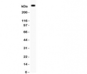 Western blot testing of von Willebrand Factor antibody and mouse lung tissue.  Predicted molecular weight ~309 kDa.