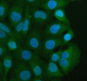 Immunofluorescent staining of FFPE human HeLa cells with MIF antibody (green) and DAPI nuclear stain (blue). HIER: steam section in pH6 citrate buffer for 20 min.