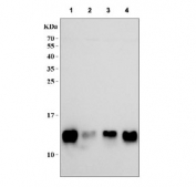 Western blot testing of human 1) Jurkat, 2) K562, 3) HeLa and 4) HepG2 cell lysat with MIF antibody. Predicted molecular weight ~13 kDa.