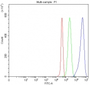 Flow cytometry testing of fixed and permeabilized human Jurkat cells with MIF antibody at 1ug/million cells (blocked with goat sera); Red=cells alone, Green=isotype control, Blue= MIF antibody.