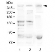 Western blot testing of 1) human HEK293, 2) human K562 and 3) mouse HEPA1-6 lysate with Dystrophin antibody at 0.5ug/ml. Predicted molecular weight ~427 kDa.