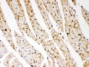 IHC-P: Dystrophin antibody testing of rat heart tissue