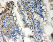 IHC-P: Galectin 3 antibody testing of rat intestine tissue