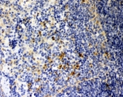 IHC-P: Galectin 3 antibody testing of mouse spleen tissue
