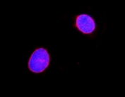 Immunofluorescent staining of FFPE mouse NIH-3T3 cells with Lamin A antibody (red) and DAPI nuclear stain (blue). HIER: steam section in pH6 citrate buffer for 20 min.
