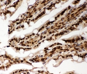 IHC-P testing of rat intestine tissue. HIER: steamed with pH6 citrate buffer.