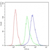 Flow cytometry testing of human ThP-1 cells with Lamin A antibody at 1ug/million cells (blocked with goat sera); Red=cells alone, Green=isotype control, Blue= Lamin A antibody.