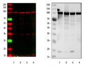 Western blot testing of human 1) K562, 2) SH-SY5Y, 3) 293T and 4) A549 cell lysate with MSH2 antibody (DyLight 647 secondary on left and HRP secondary on right). Expected molecular weight: ~105 kDa.
