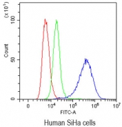 Flow cytometry testing of human SiHa cells with Mesothelin antibody at 1ug/10^6 cells (blocked with goat sera); Red=cells alone, Green=isotype control, Blue=Mesothelin antibody.