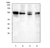 Western blot testing of 1) human A549, 2) human Daudi, 3) monkey COS-7 and 4) mouse lung tissue lysate with NEDD9 antibody. Predicted molecular weight: ~93 kDa.