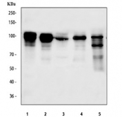 Western blot testing of 1) human A549, 2) human Daudi, 3) human MCF7, 4) rat spleen and 5) mouse spleen tissue lysate with NEDD9 antibody. Predicted molecular weight: ~93 kDa.