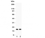 Western blot testing of ANP antibody and Lane 1:  rat heart;  2: mouse heart lysate. Predicted molecular weight ~17kDa.