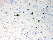 IHC-P: NPY antibody testing of rat brain tissue