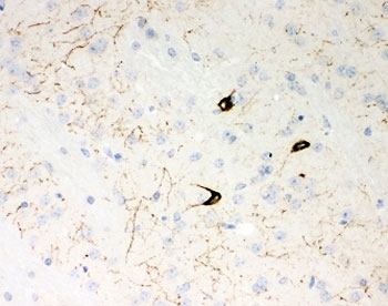 IHC-P: NPY antibody testing of mouse brain tissue~
