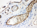 IHC-P: Neuropilin 1 antibody testing of human placenta tissue